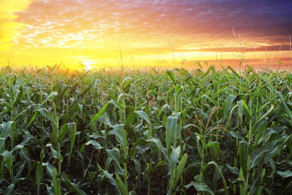 Cornfield