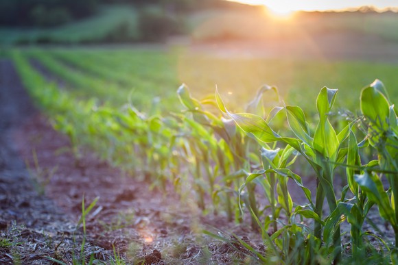 Gettyimages Cornfield New Growth